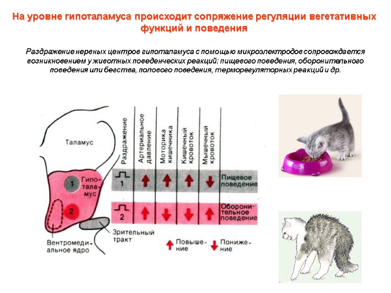 Раздражение нервных центров гипоталамуса с помощью микроэлектродов сопровождается возникновением у животных поведенческих реакций: пищевого